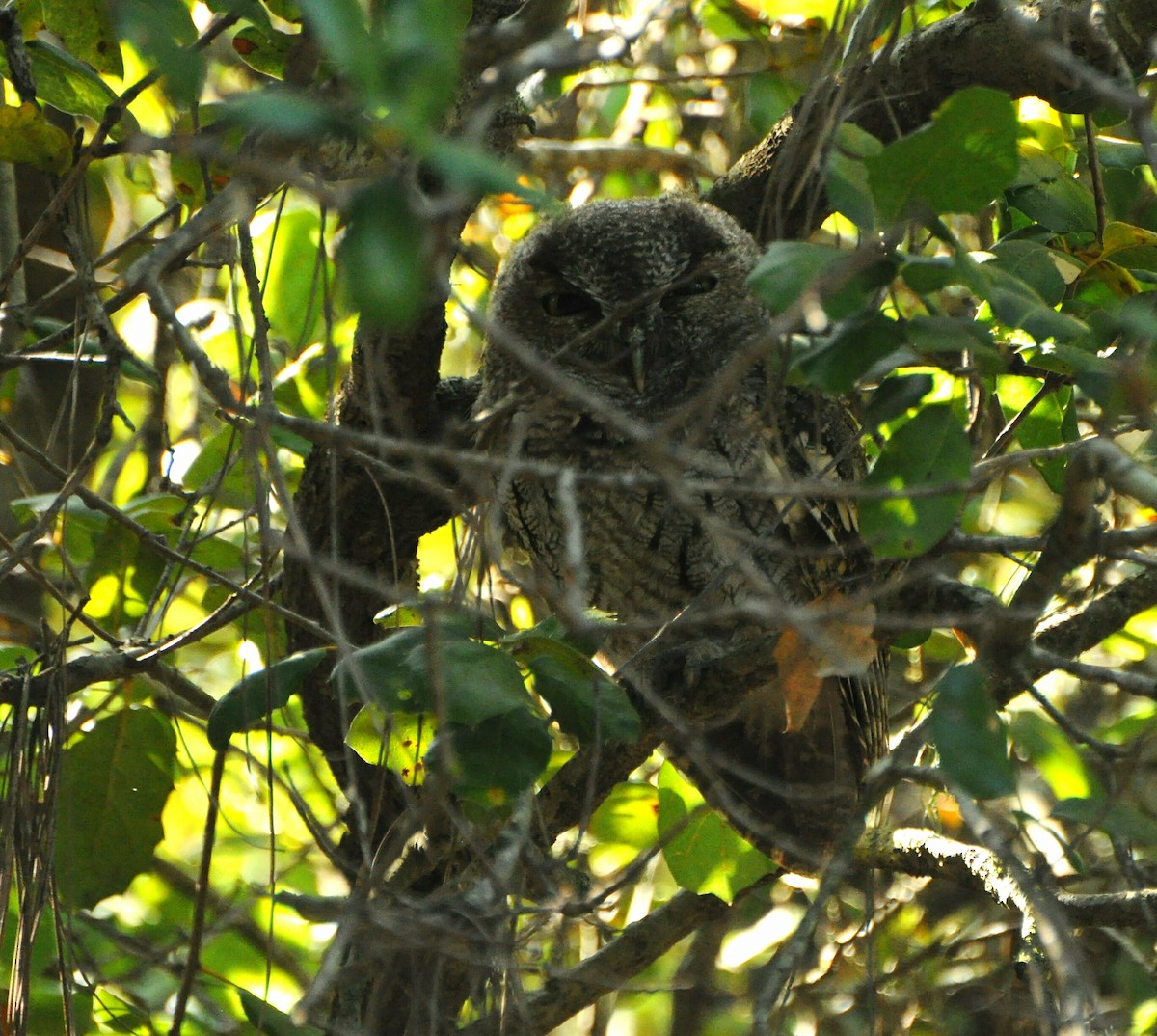 Western Screech-Owl - Murray Berner