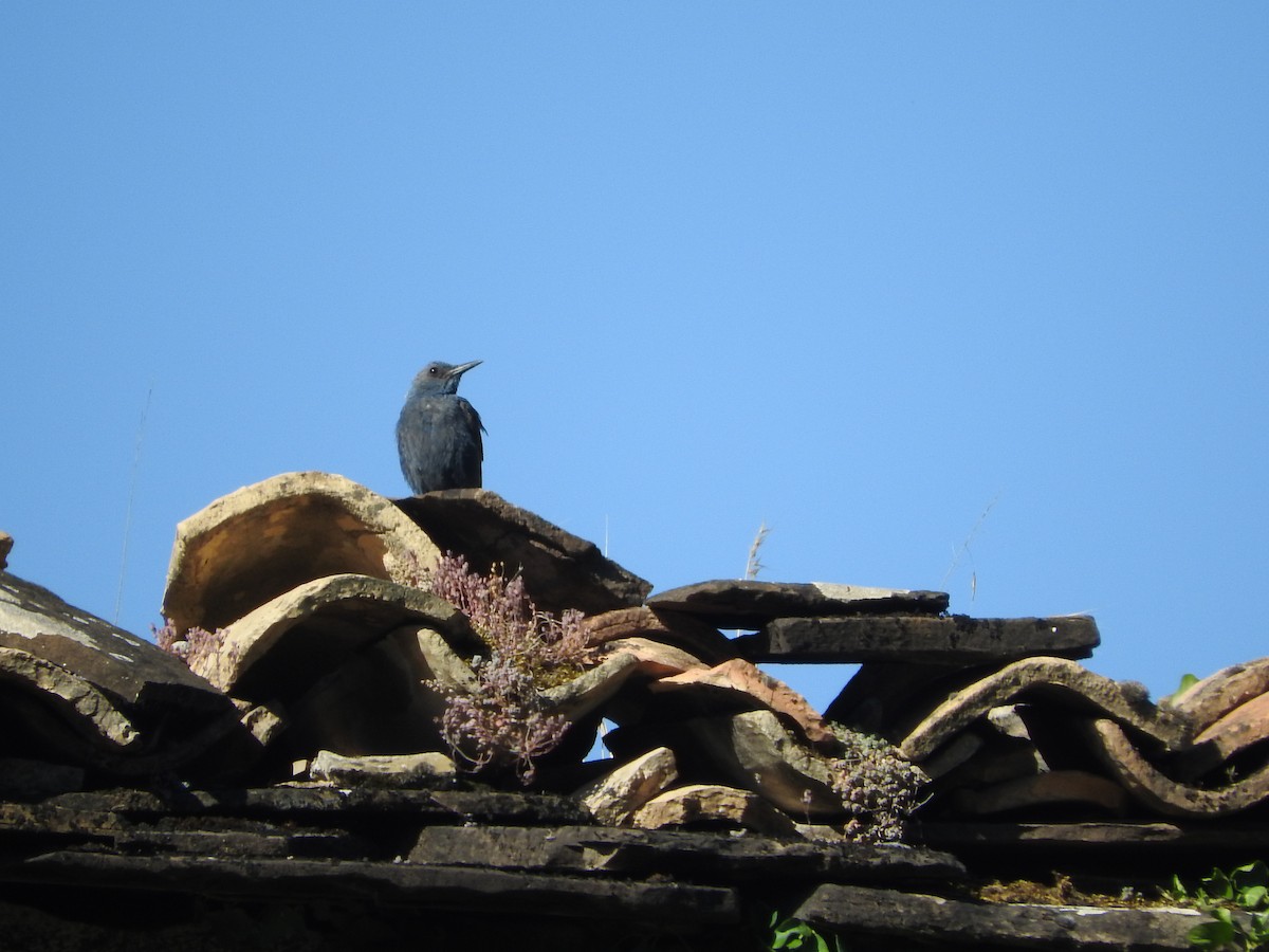 Blue Rock-Thrush - ML355902341