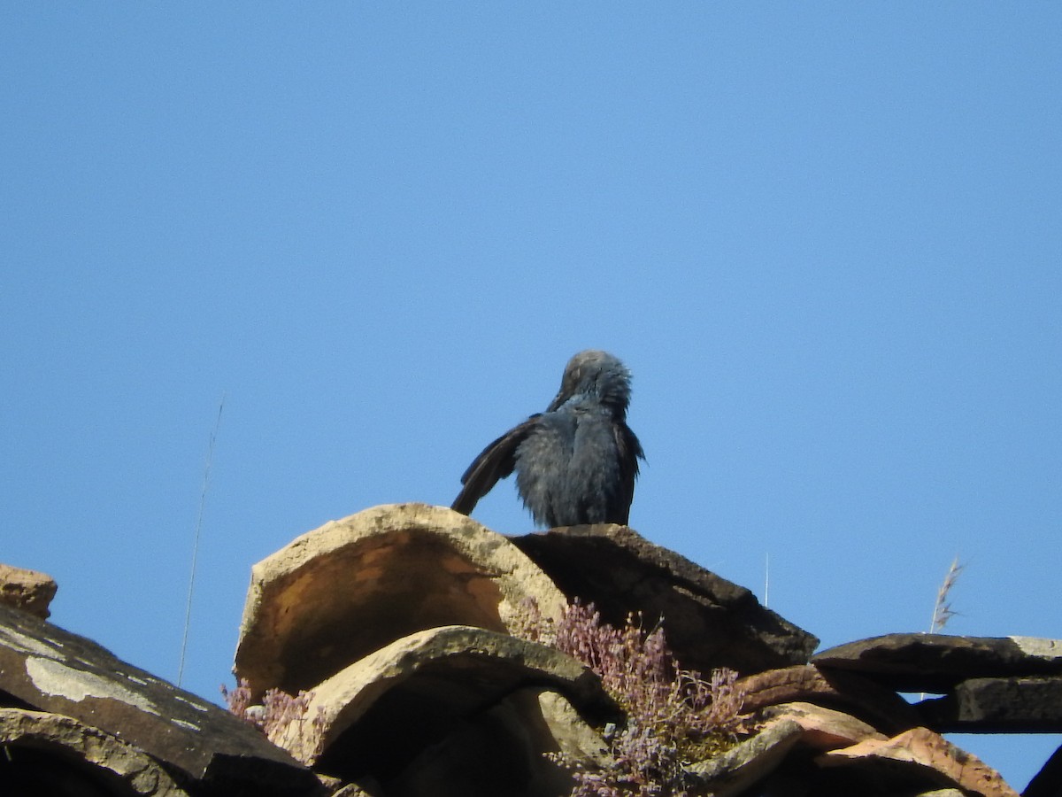 Blue Rock-Thrush - Eneko Azkue