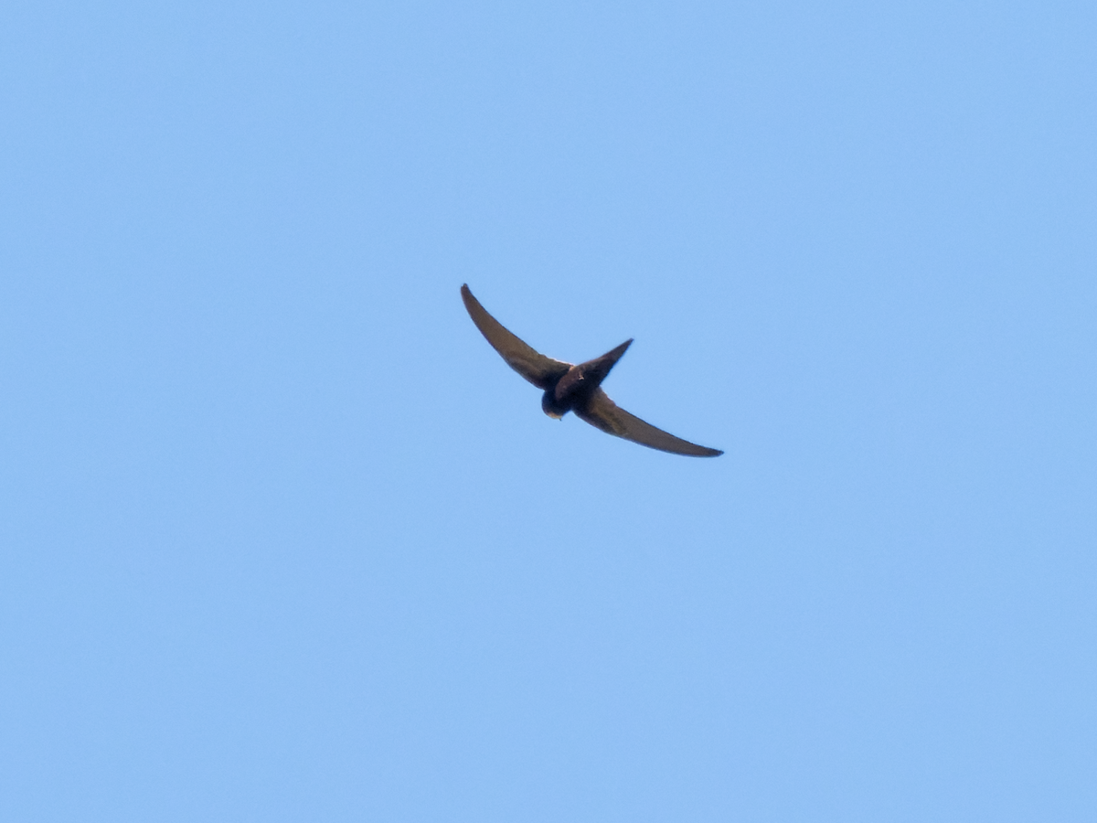 White-rumped Swift - ML355904481