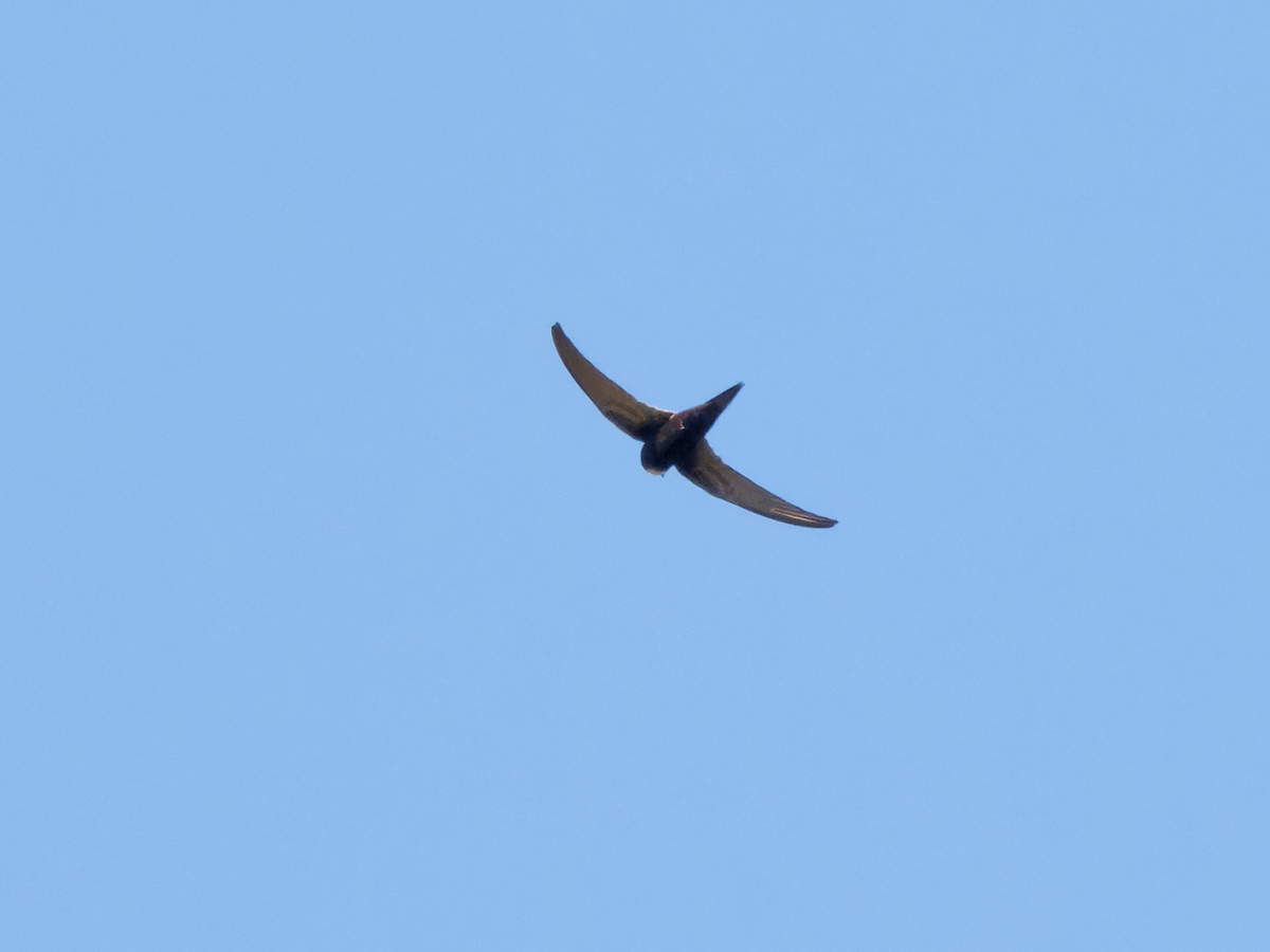 White-rumped Swift - ML355904511
