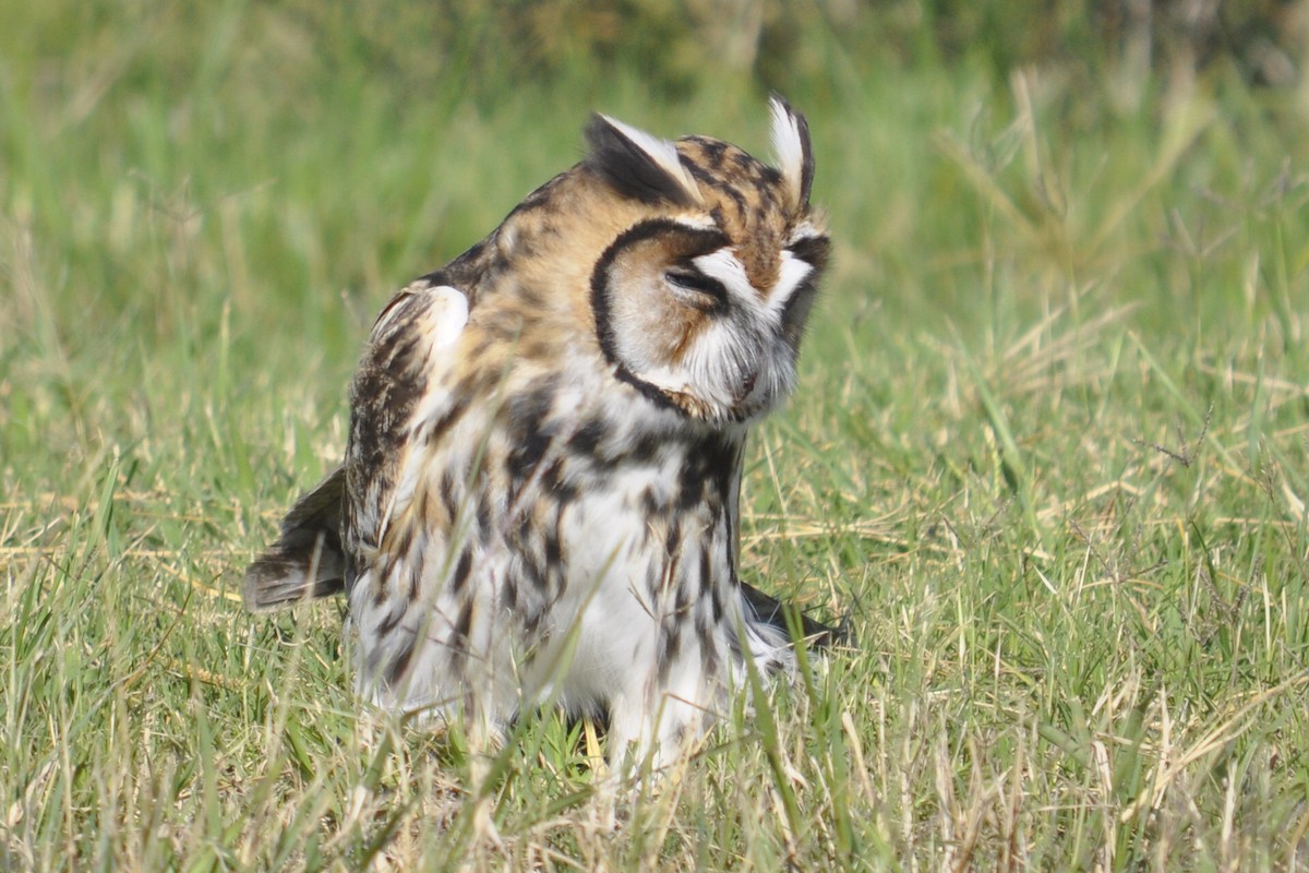 Striped Owl - ML355904701