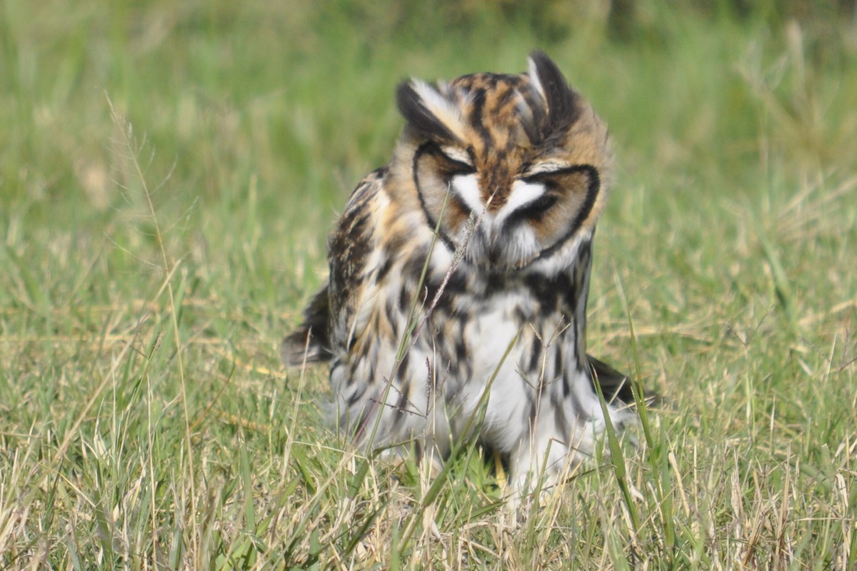Striped Owl - ML355904711