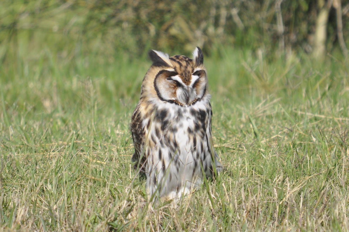 Striped Owl - ML355904721