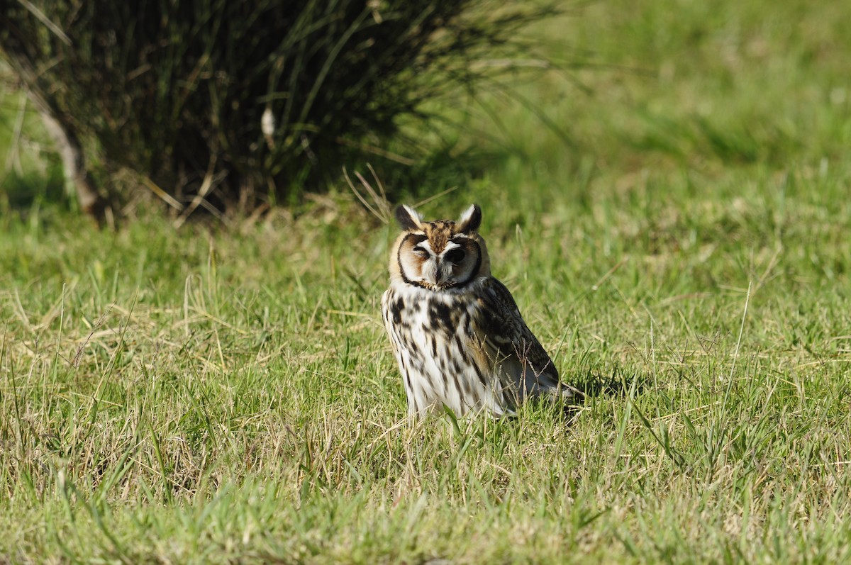 Striped Owl - ML355904731