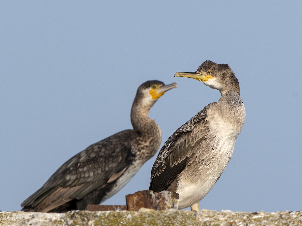 European Shag - ML355906441