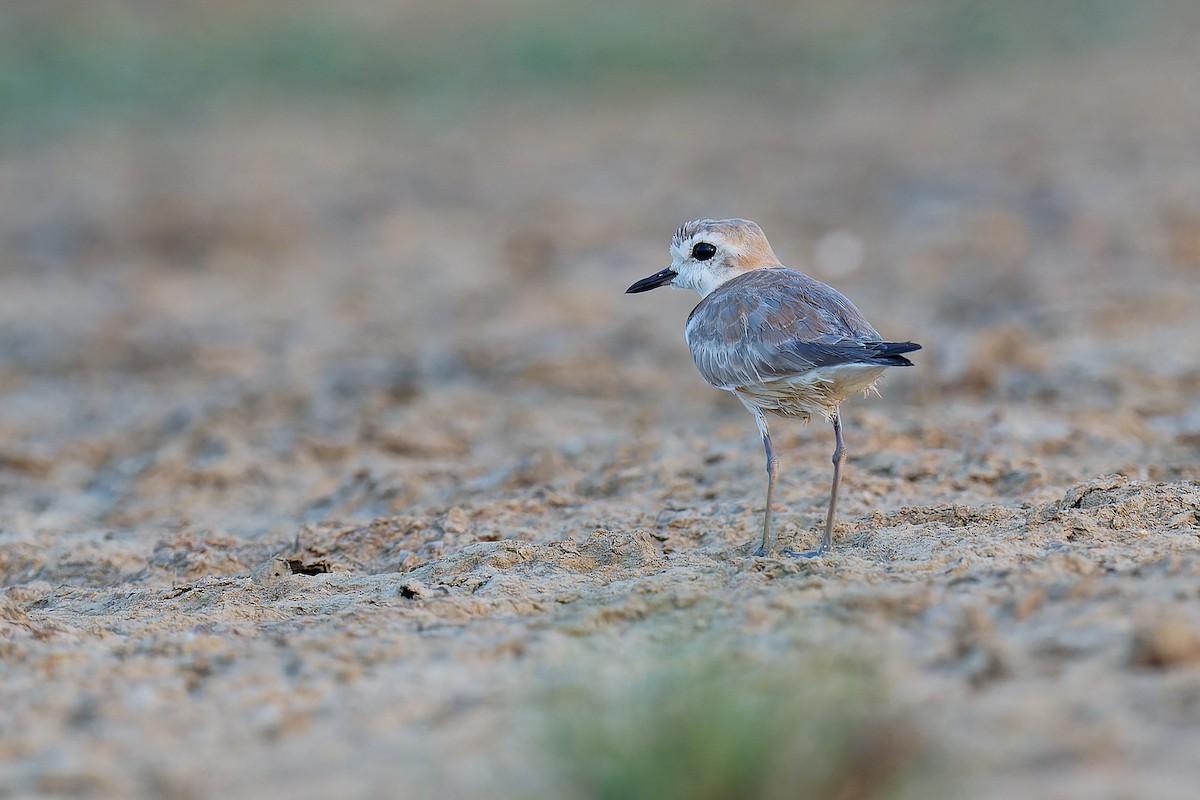 White-faced Plover - ML355906711