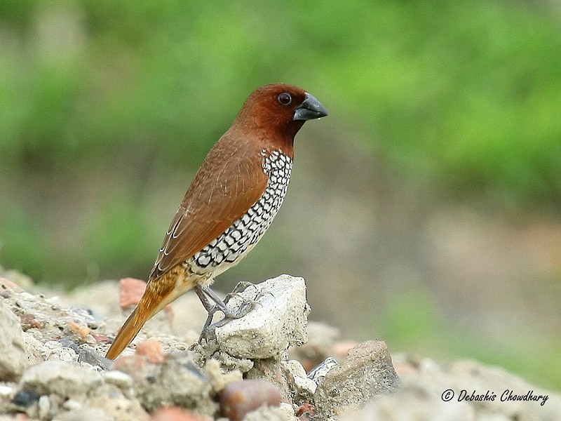 Scaly-breasted Munia - ML355907391