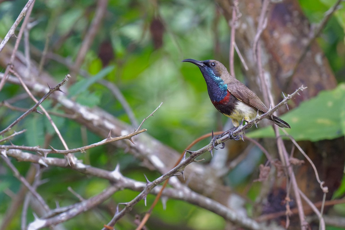 Ornate Sunbird (Cream-bellied) - ML355908181