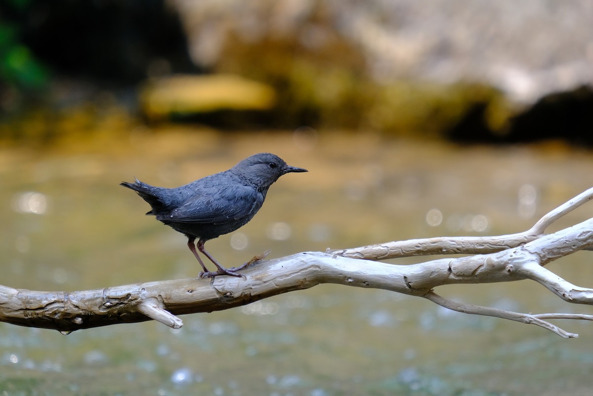 American Dipper - ML355909041