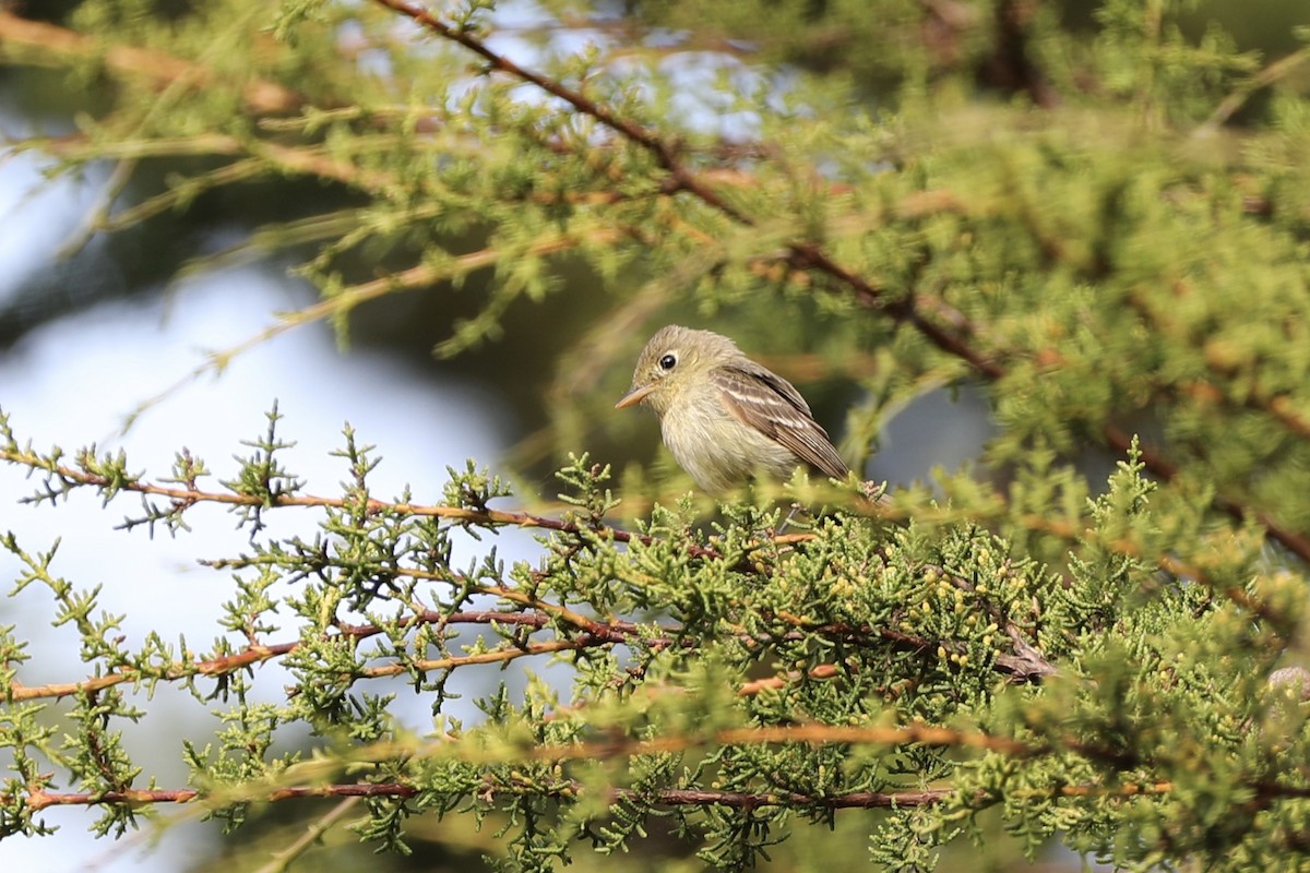 Western Flycatcher (Pacific-slope) - ML355909801