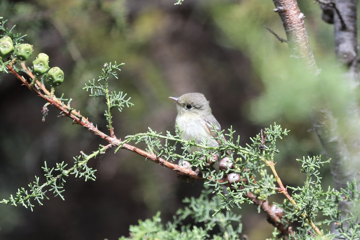 Western Flycatcher (Pacific-slope) - Ann Stockert