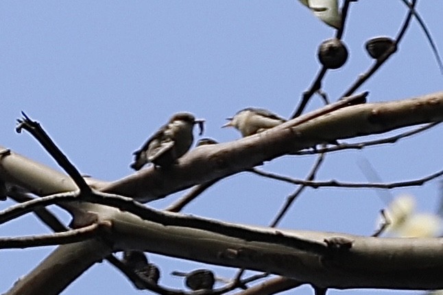 Pygmy Nuthatch - ML355910591