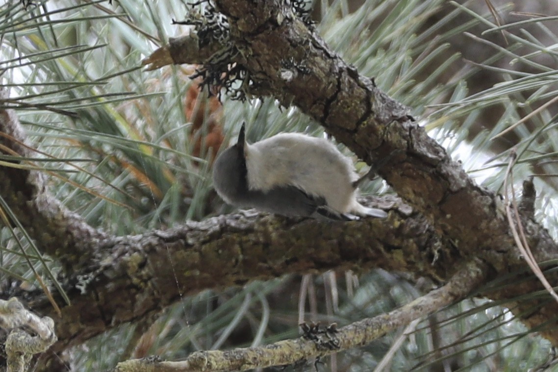 Pygmy Nuthatch - Ann Stockert