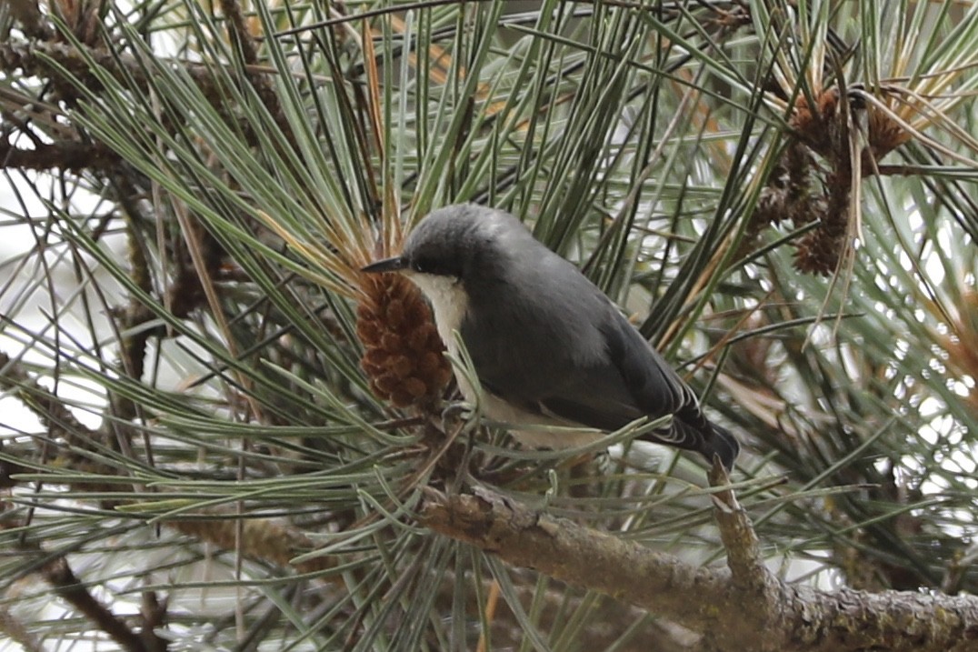 Pygmy Nuthatch - Ann Stockert