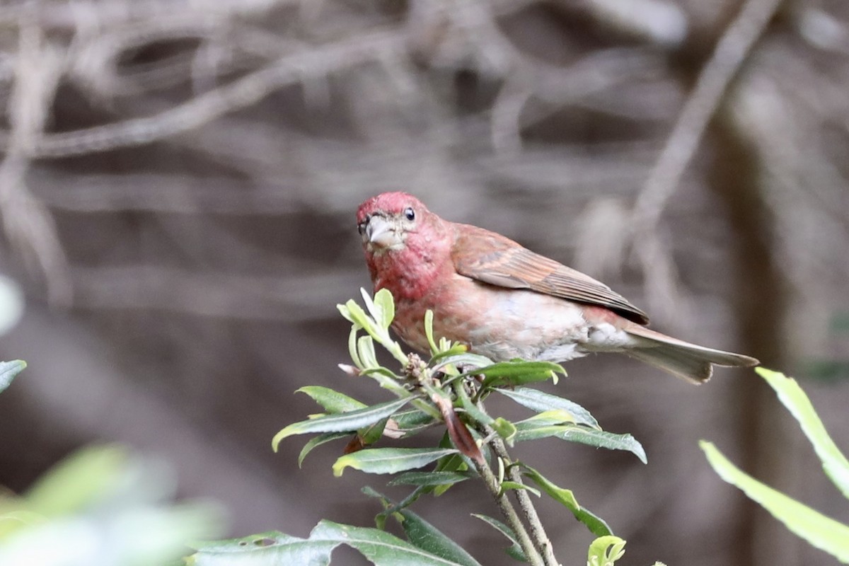 Purple Finch - ML355912591