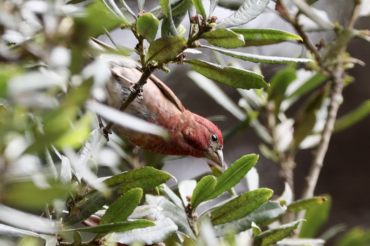 Purple Finch - ML355912611