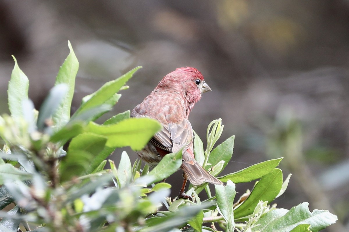 Purple Finch - Ann Stockert