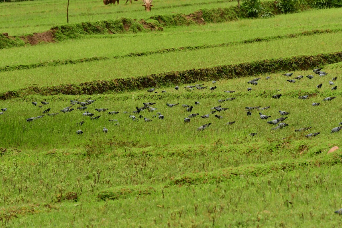 Rock Pigeon (Feral Pigeon) - ML355912921