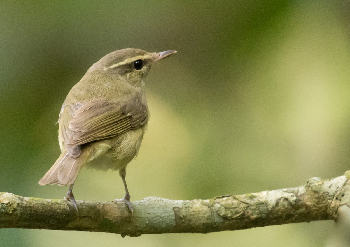 Large-billed Leaf Warbler - ML355913621