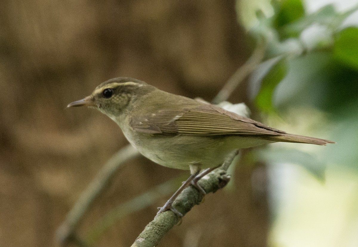 Large-billed Leaf Warbler - ML355913681