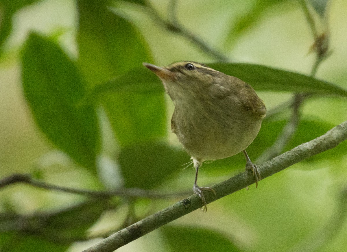 Large-billed Leaf Warbler - ML355913791