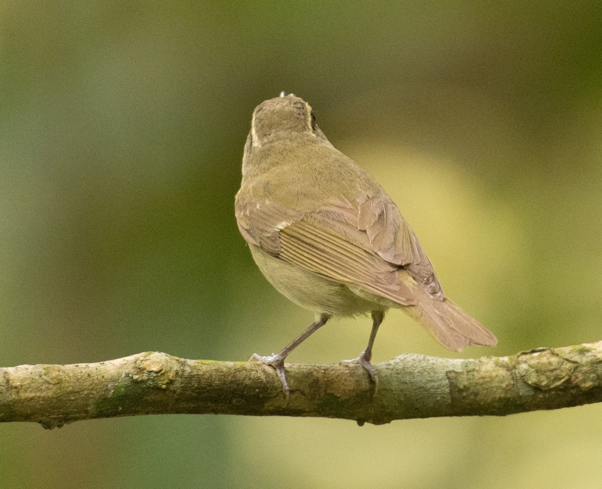 Large-billed Leaf Warbler - ML355913811