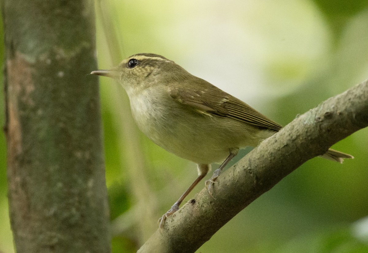 Large-billed Leaf Warbler - ML355913821