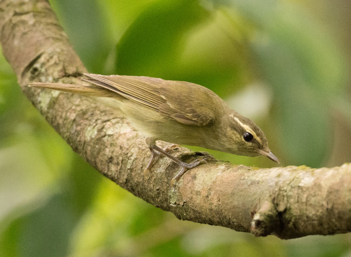 Large-billed Leaf Warbler - ML355913851