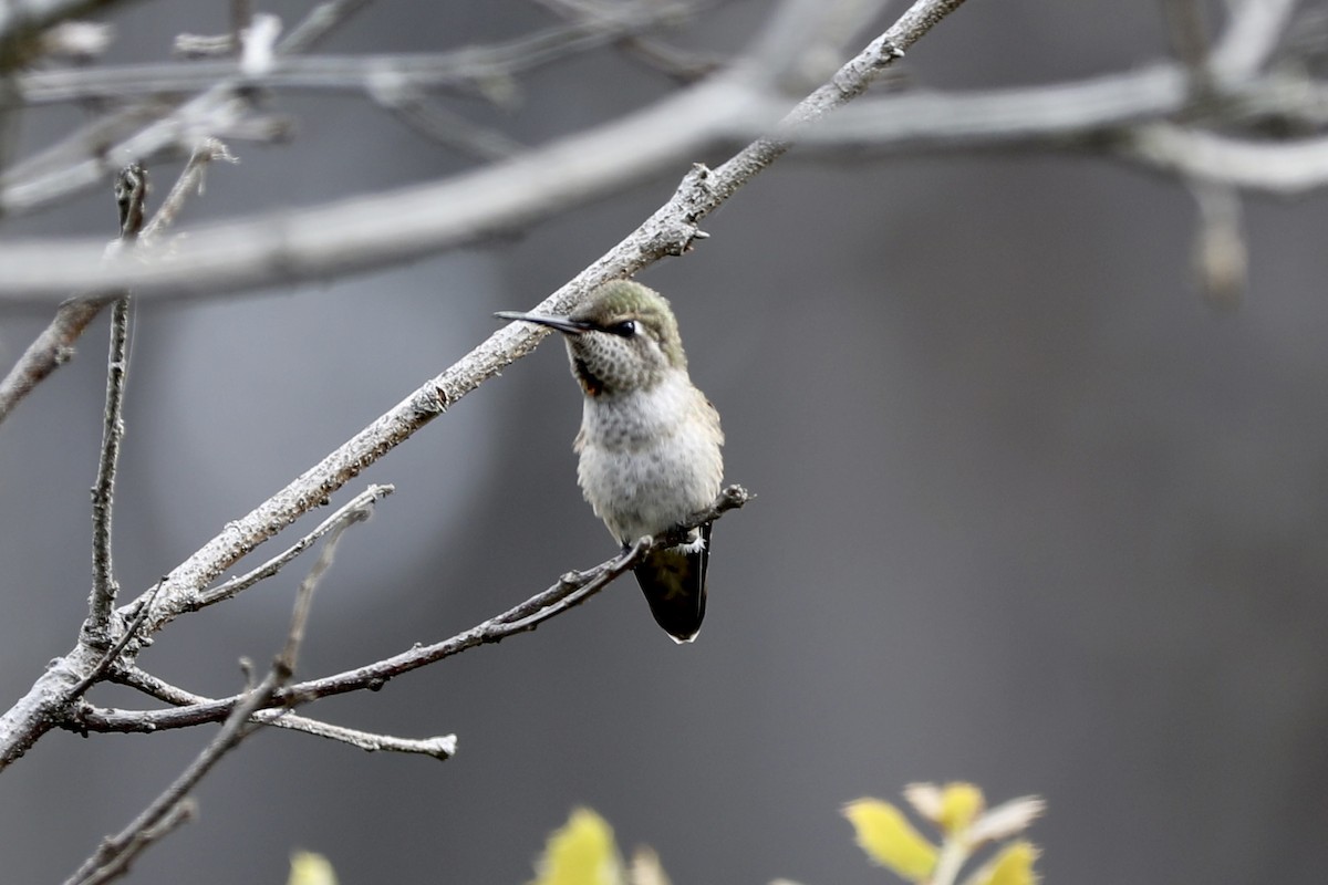 Anna's Hummingbird - Ann Stockert