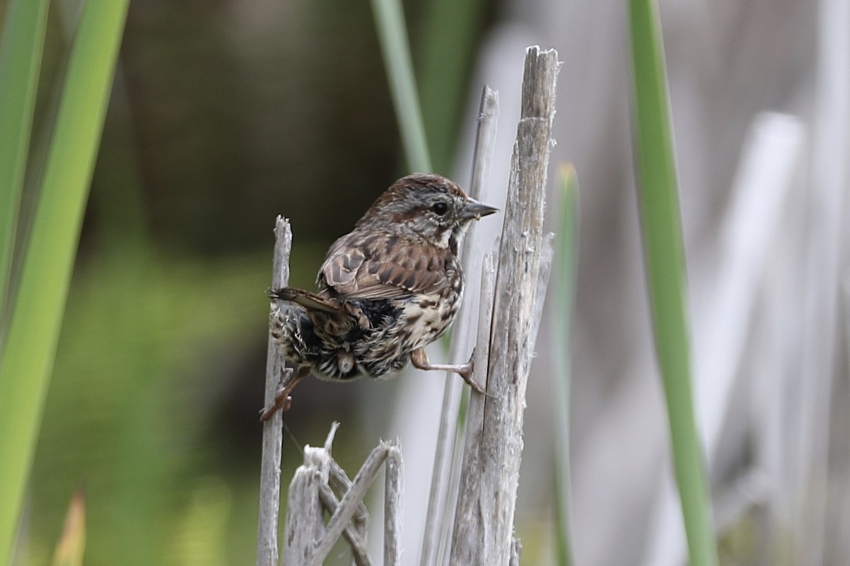 Song Sparrow - Ann Stockert