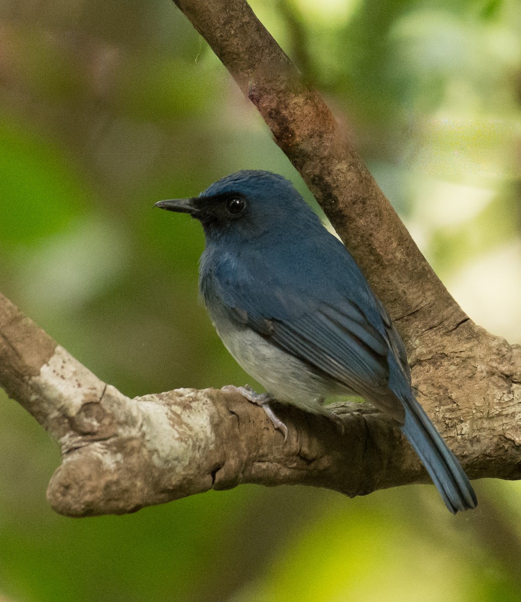 White-bellied Blue Flycatcher - ML355914631