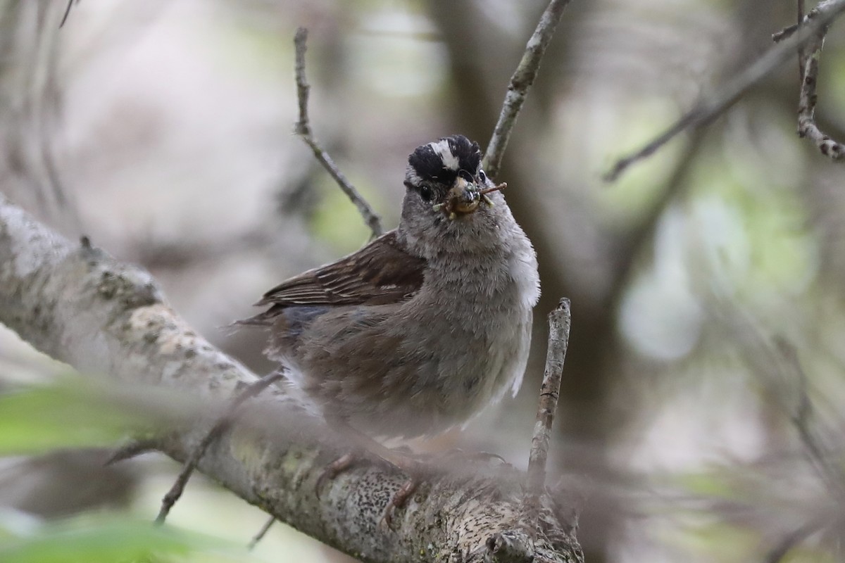 White-crowned Sparrow - Ann Stockert