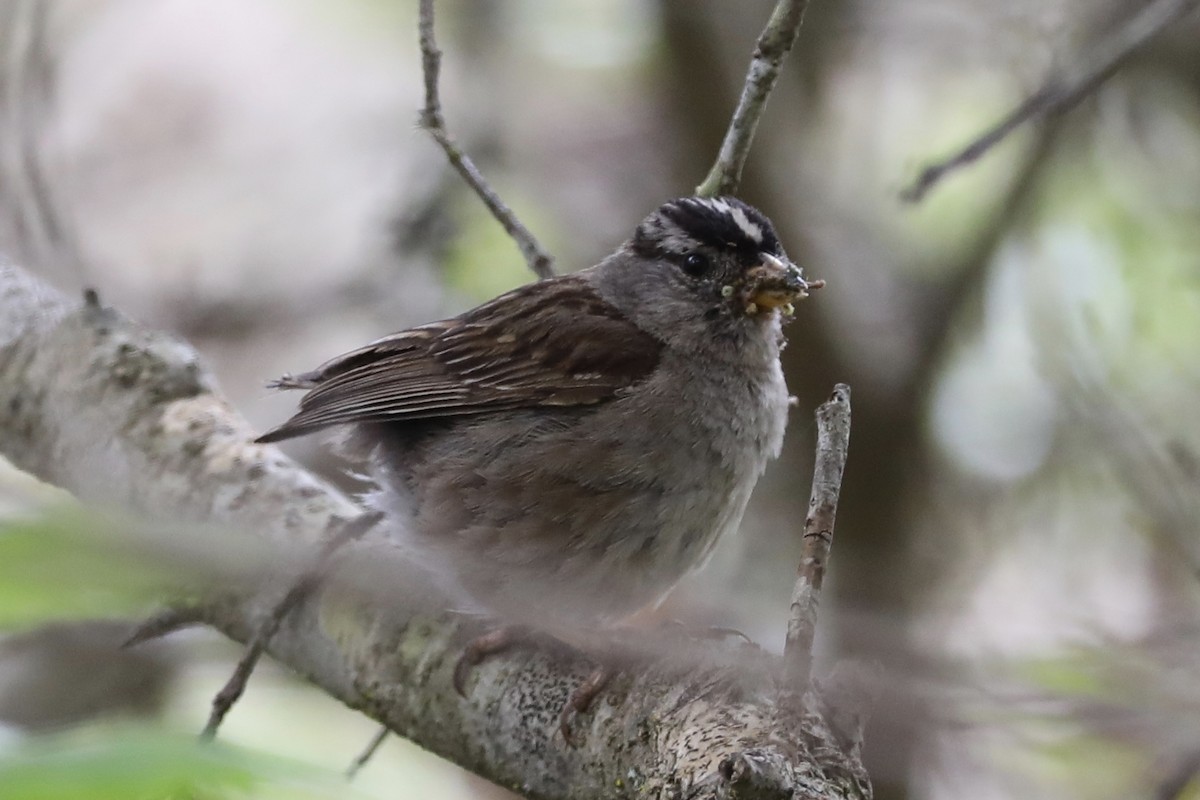 White-crowned Sparrow - Ann Stockert