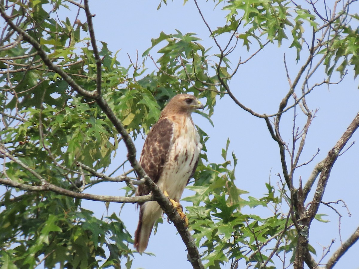 Red-tailed Hawk - ML355915391