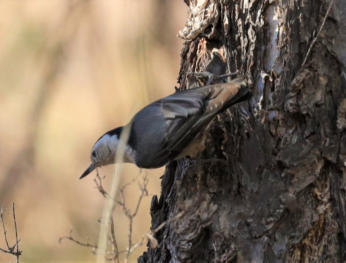 White-breasted Nuthatch - ML355916551