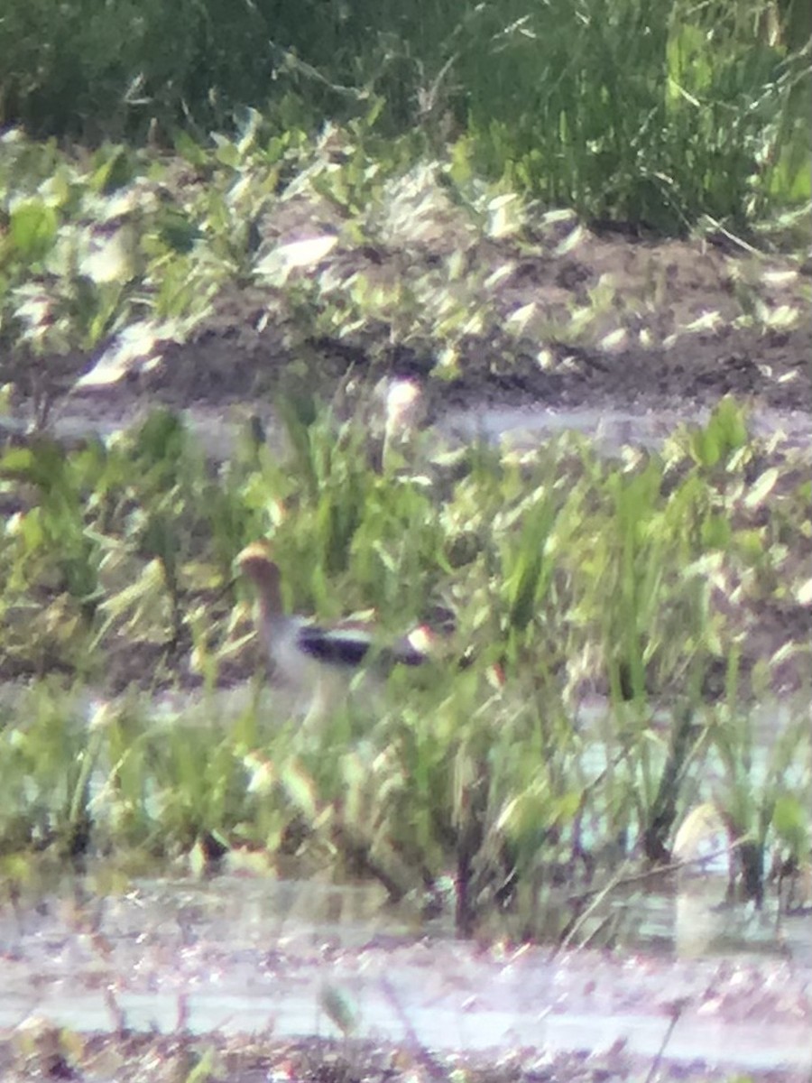 Avoceta Americana - ML355919451