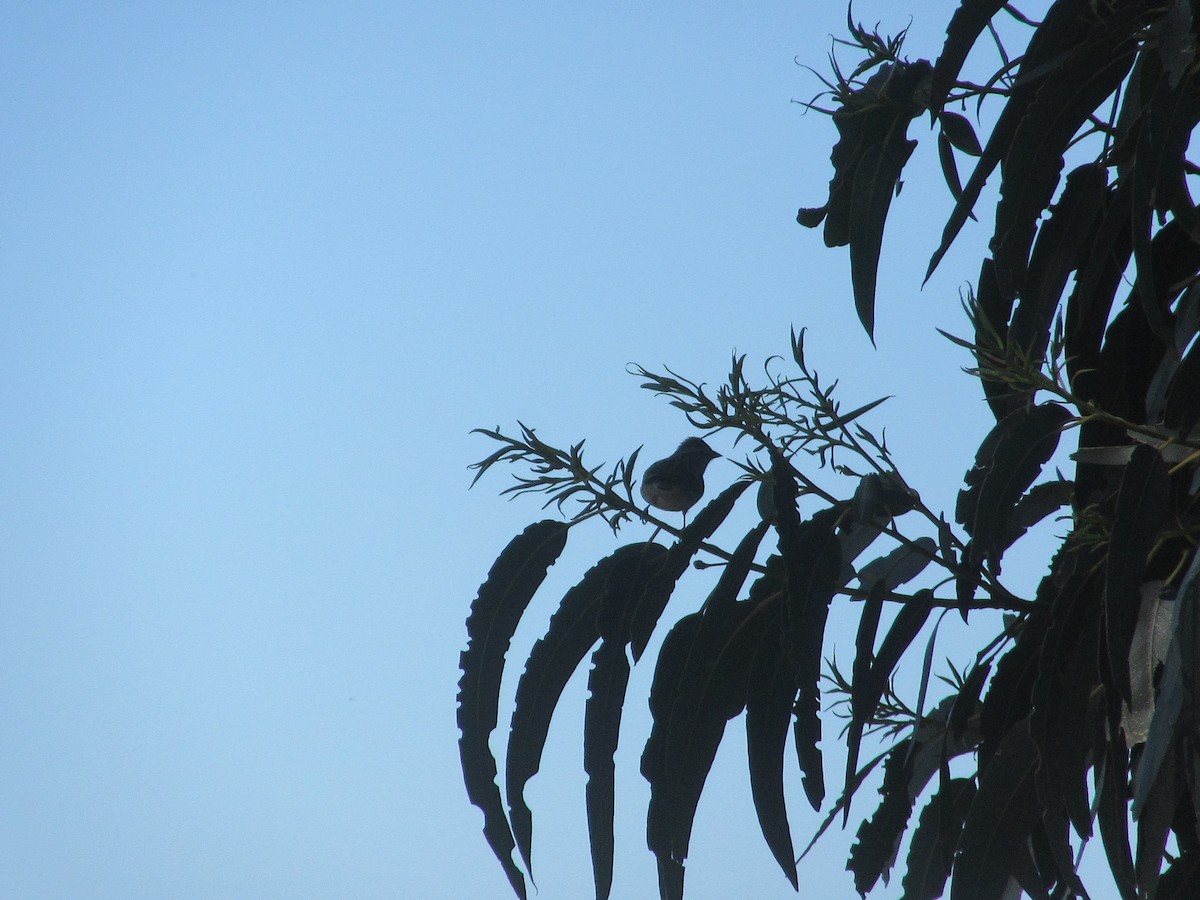 Chipping Sparrow - ML355920001