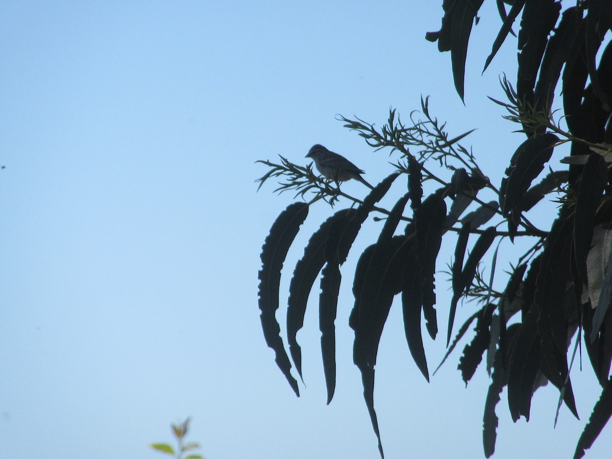 Chipping Sparrow - ML355920011