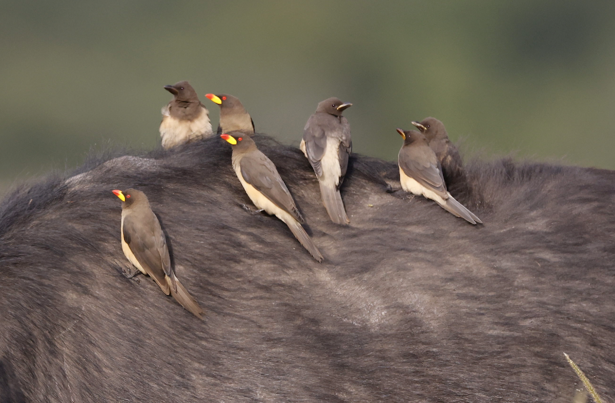 Yellow-billed Oxpecker - ML355920461