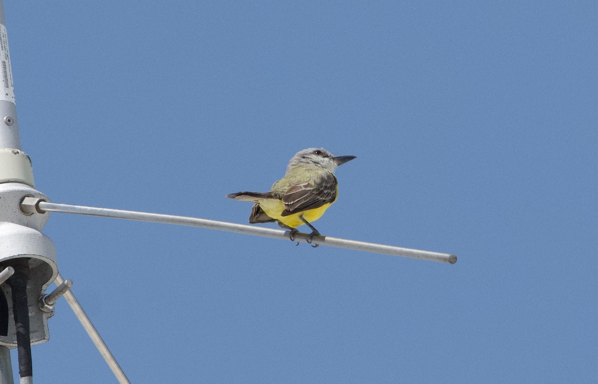 Tropical Kingbird - ML355922021