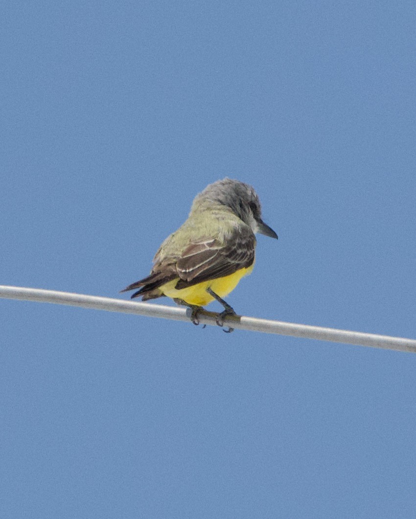 Tropical Kingbird - ML355922091