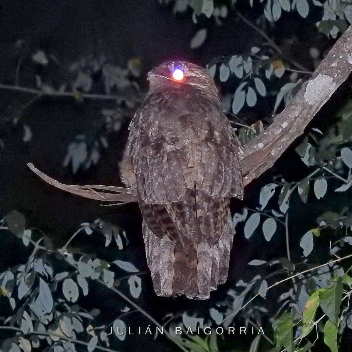 Long-tailed Potoo - ML355923281