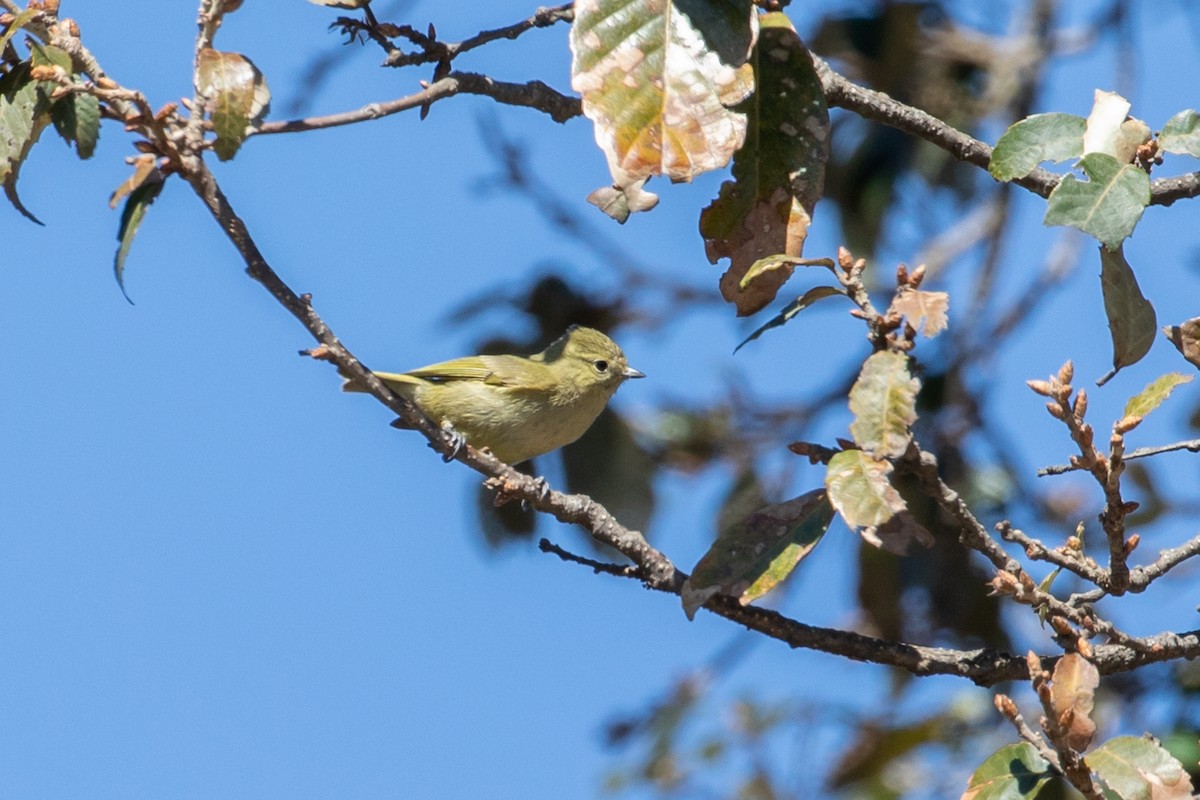 Yellow-browed Tit - ML355924361