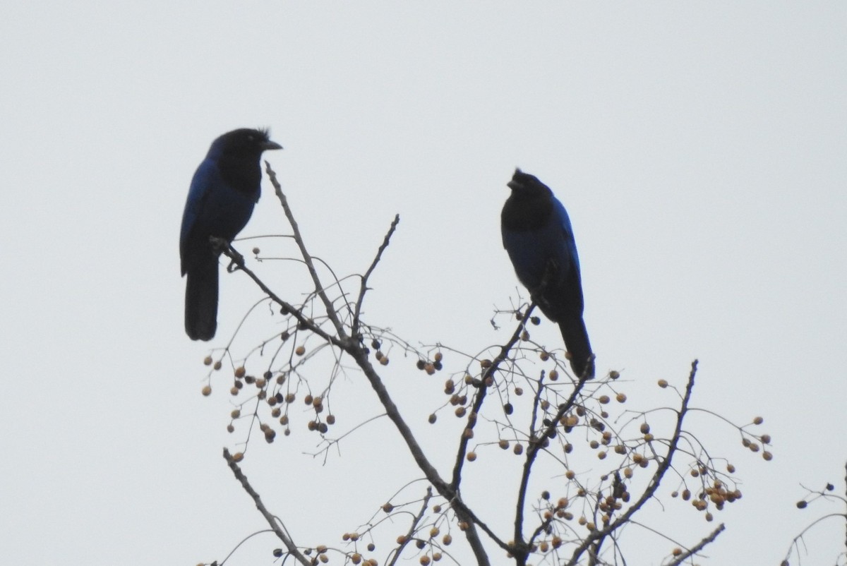 Azure Jay - ML355924501