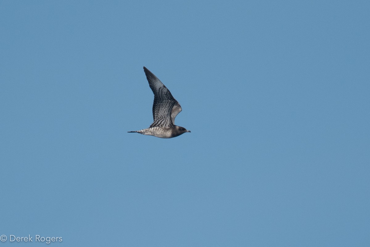 Long-tailed Jaeger - Derek Rogers