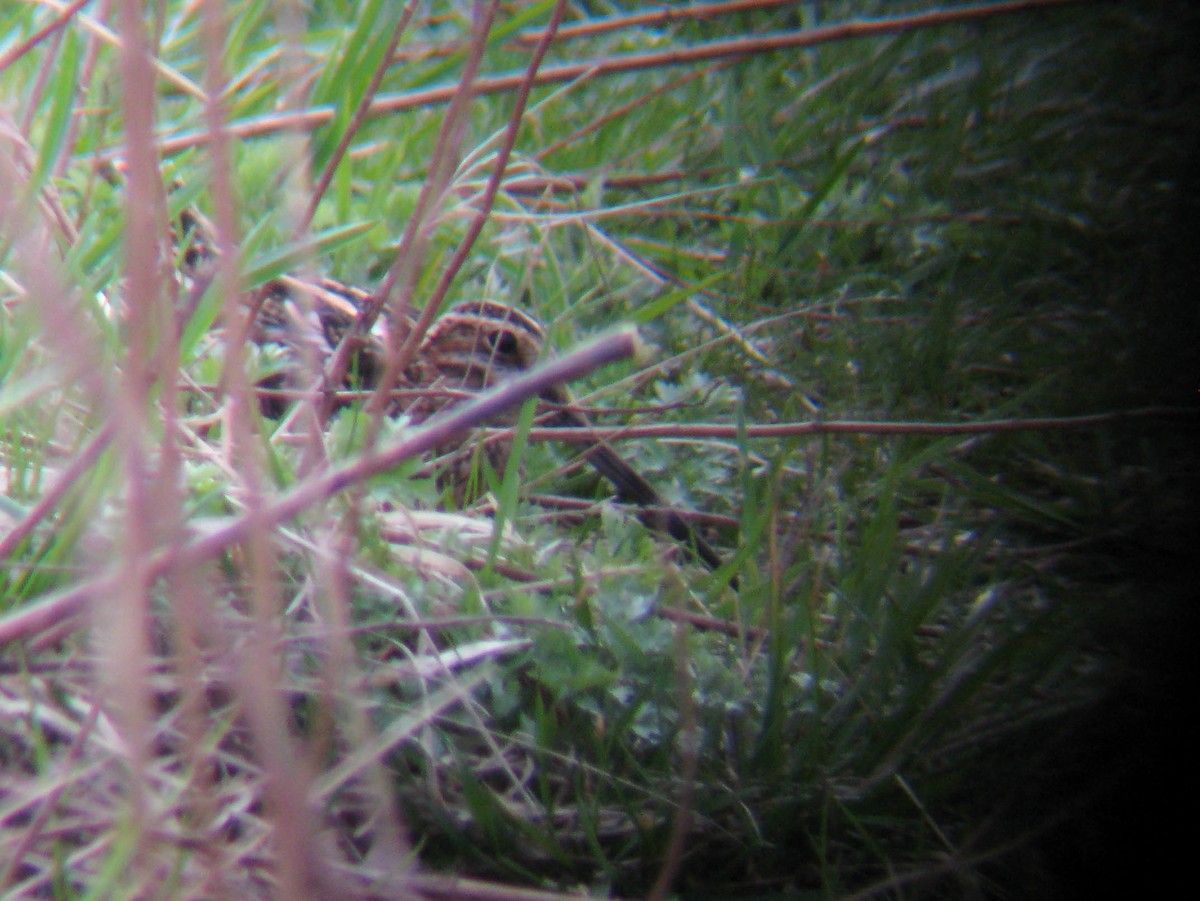 Wilson's Snipe - ML355925491