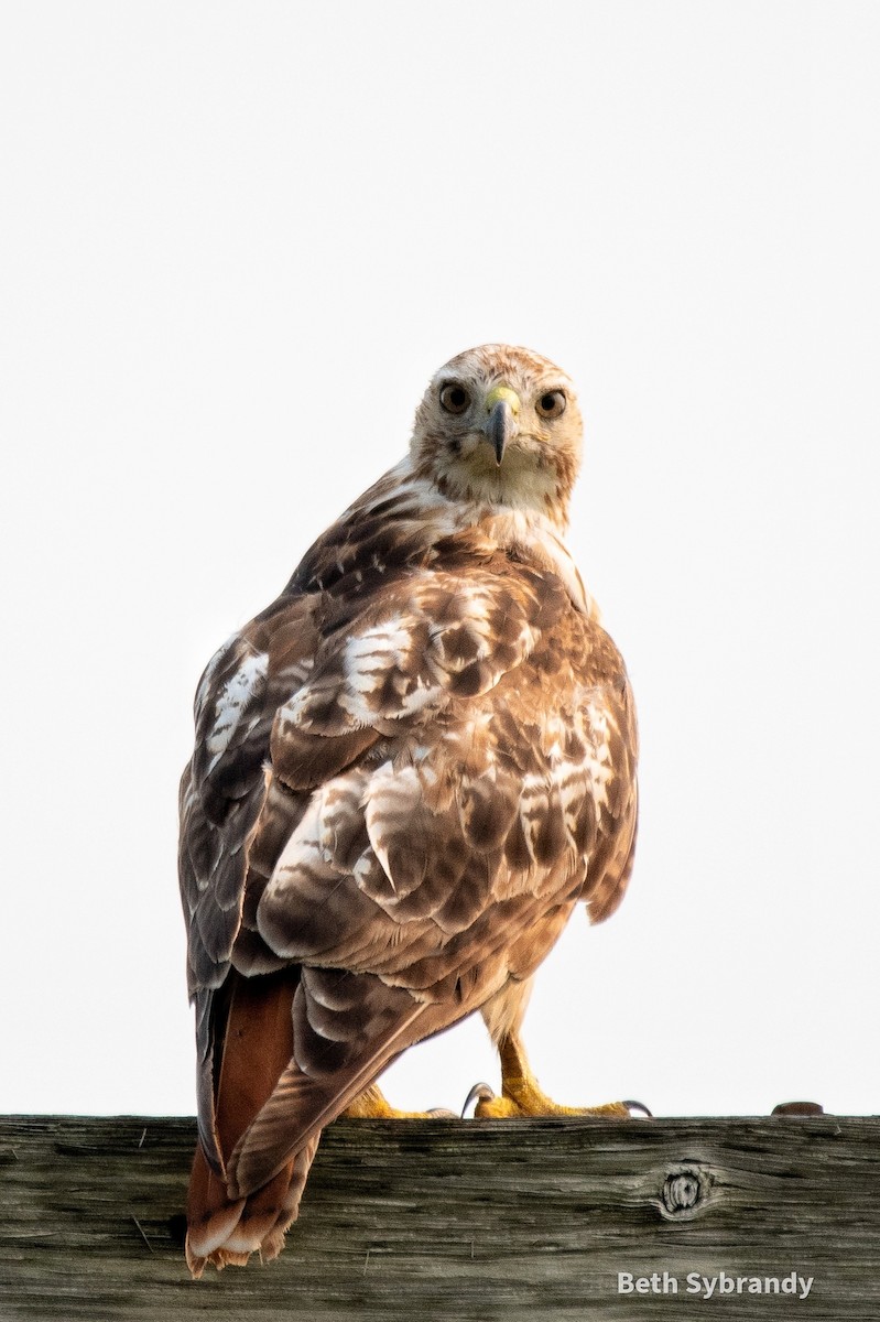 Red-tailed Hawk - James and Beth Sybrandy 🦅