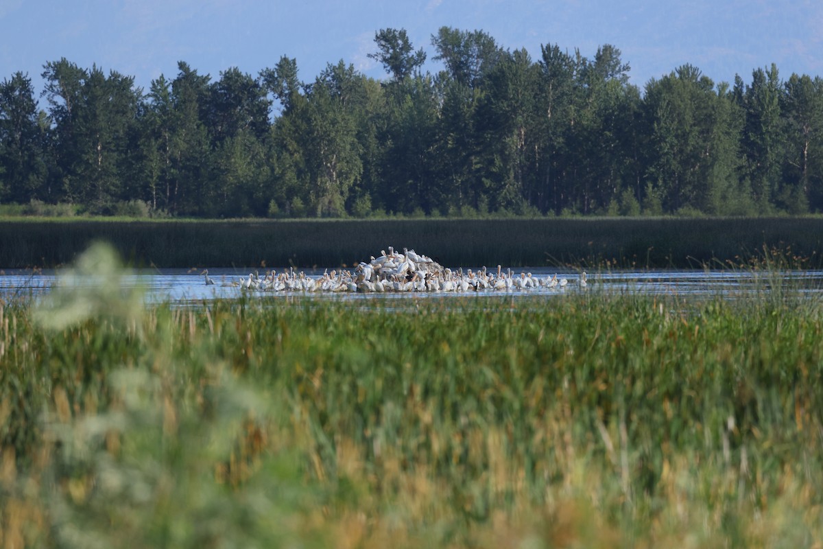 American White Pelican - ML355926331
