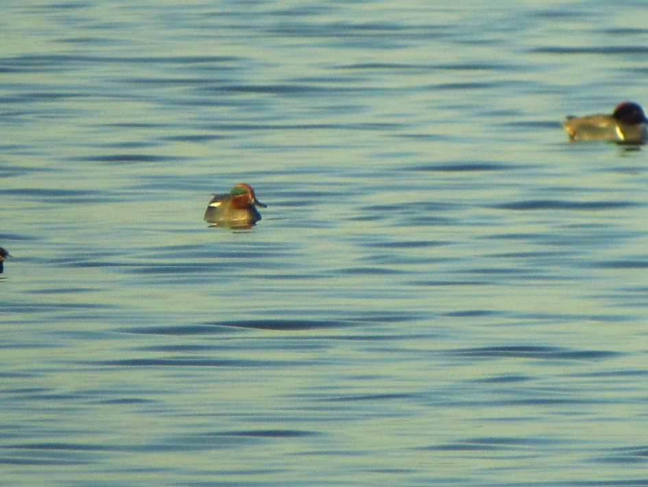 Green-winged Teal (Eurasian) - ML355927671